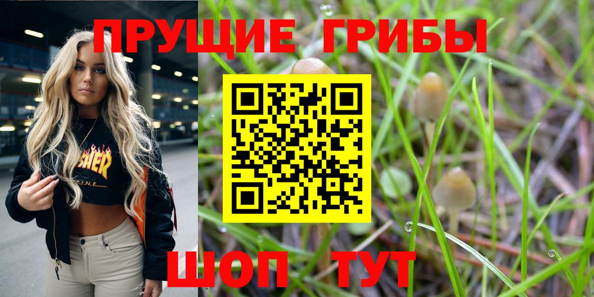 Псилоцибиновые грибы Psilocybe Тайшет